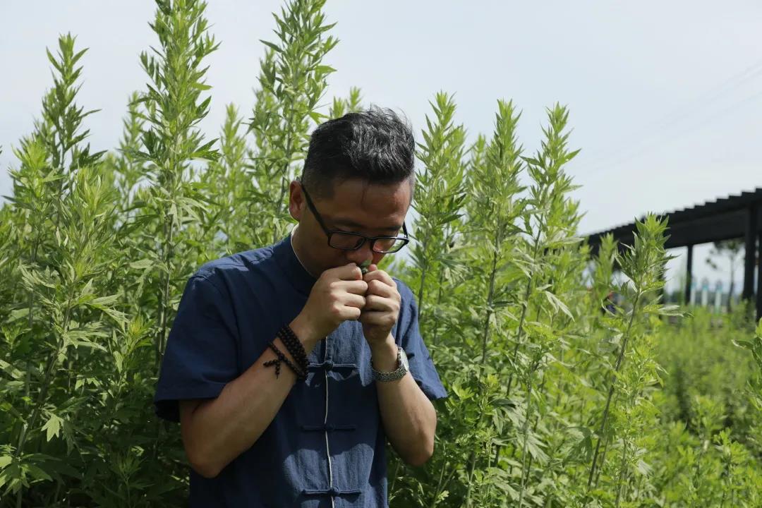 艾草怎么辨別真假，假蘄艾盛行，妙招教你輕松避雷！