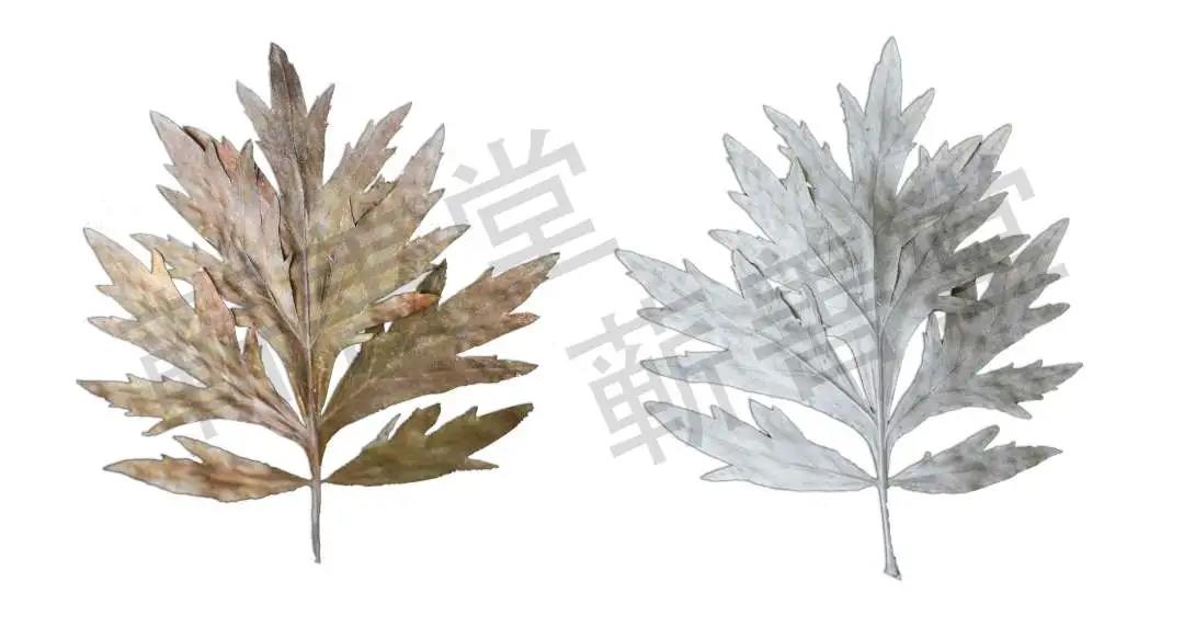 艾葉、艾條、艾灰都是寶，艾草全用清單