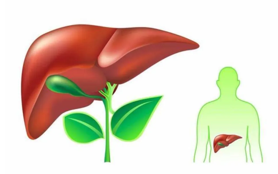 臉、眼、唇發(fā)黑，肝臟要遭殃!