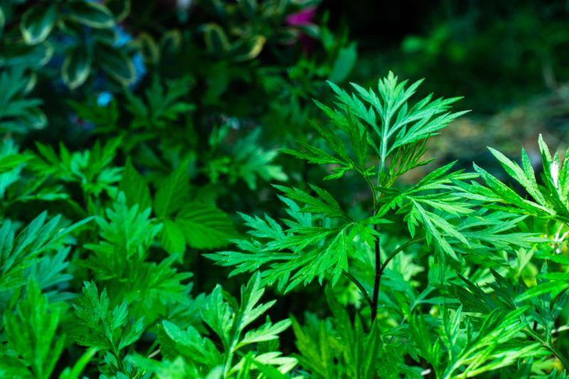 蘄艾和普通艾的區別