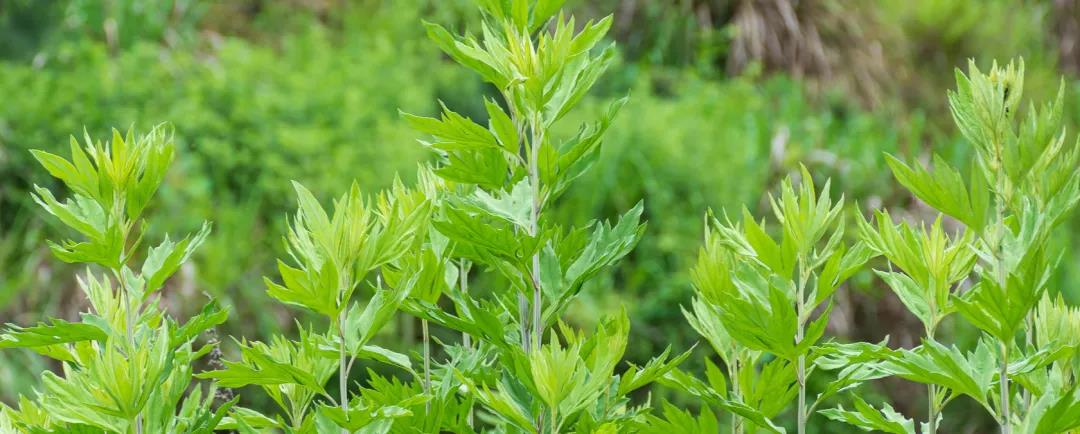 疫情反復切莫輕視，居家艾灸防疫，助您健康過(guò)年！